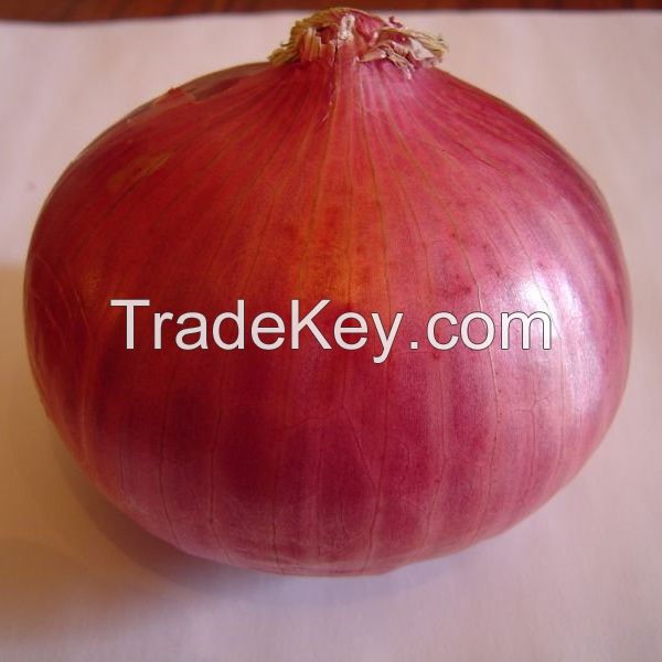 FRESH RED ONION