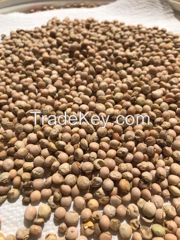 HIGH-QUALITY PIGEON PEAS AVILABLE FOR SALE