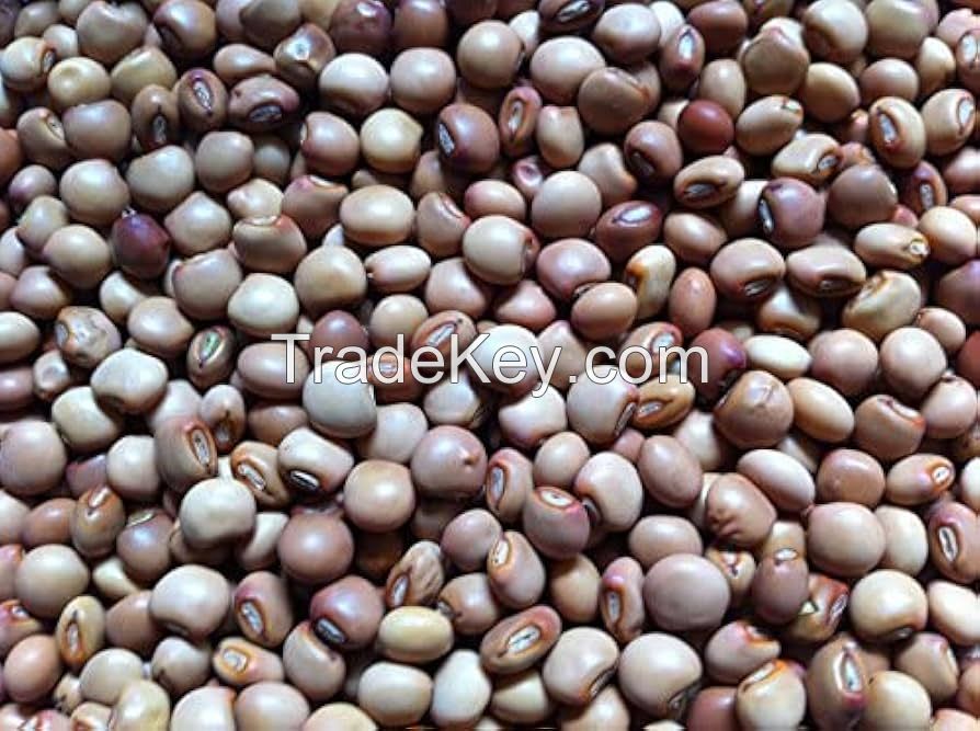 HIGH-QUALITY PIGEON PEAS AVILABLE FOR SALE