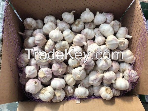 FRESH GARLIC