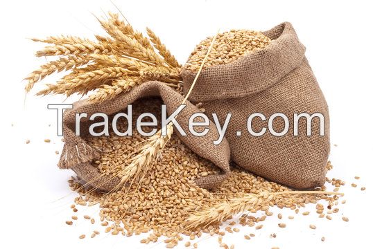 WHEAT GRAINS