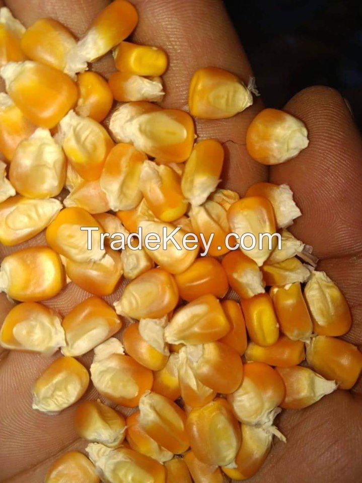 NON GMO YELLOW CORN MAIZE