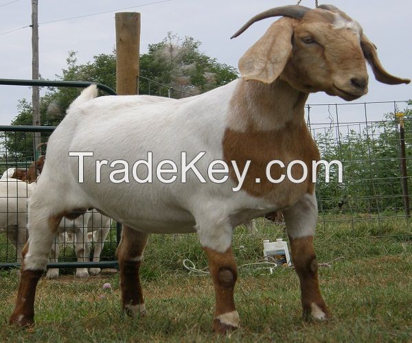 Pure Bred Boer Goats