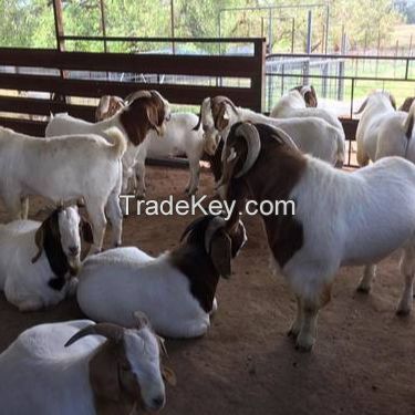 Pure Bred Boer Goats