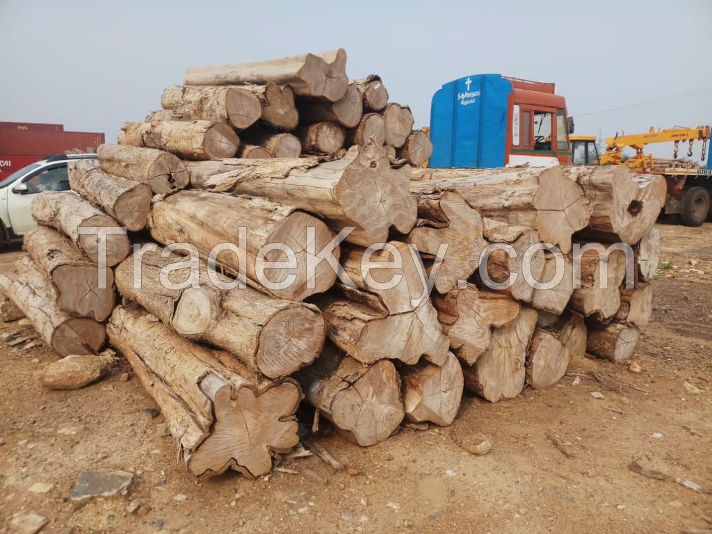 Teak wood - pine logs 