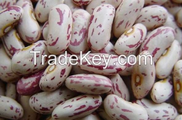 RED SPCKLED SUGAR BEANS