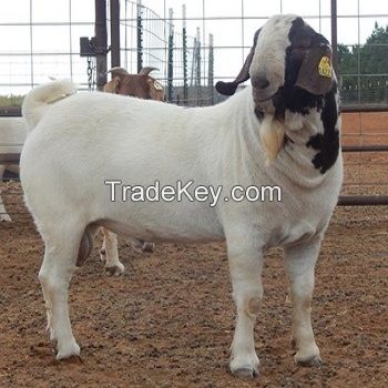 Pure Bred Boer Goats