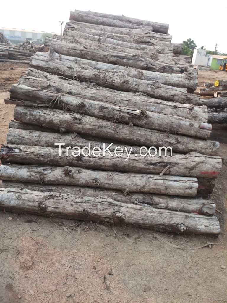 Teak wood - pine logs