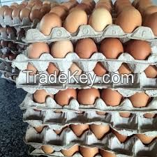 Chicken Eggs Fertile and Table Eating Eggs Available