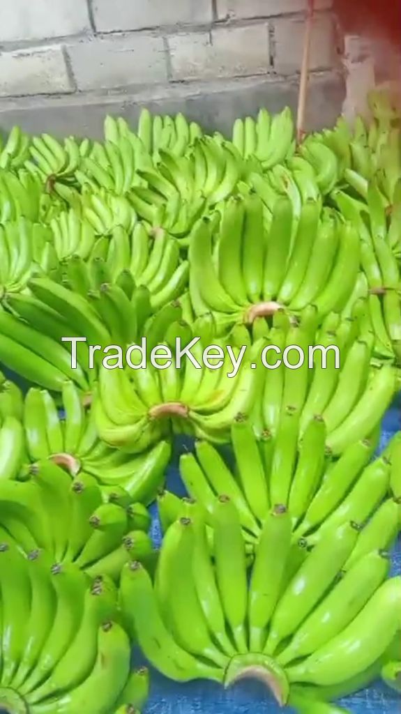 cavendish banana