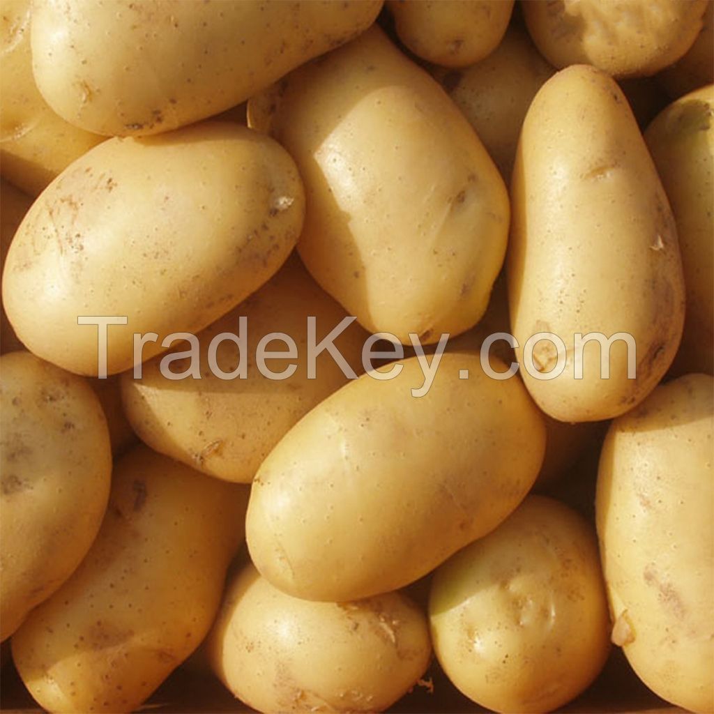 High Quality Cheap Price fresh potato export wholesale price