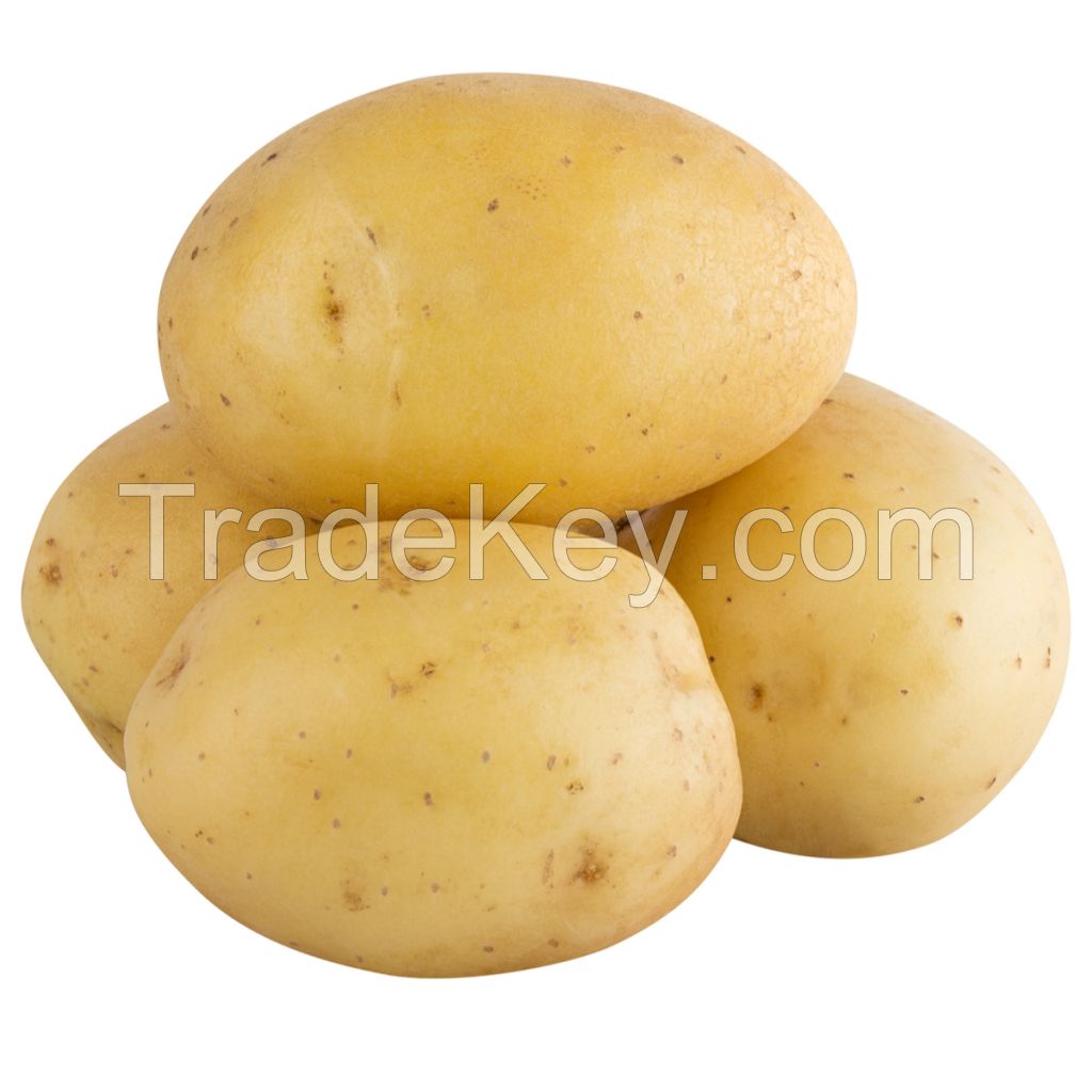 Fresh Potatoes High Grade Cheap Price Professional Export Wholesalers Fresh Potato