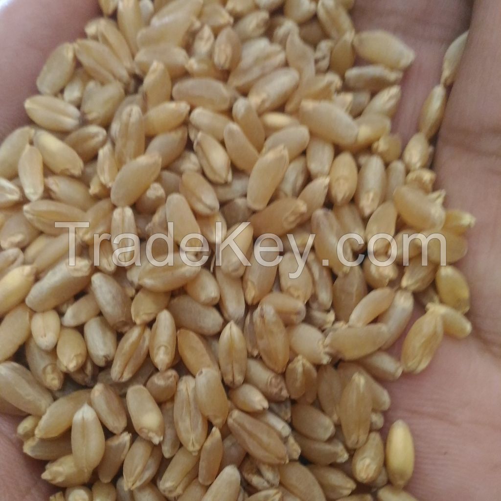 Natural Pure Wheat Dried Grade Grain High Quality Wheat