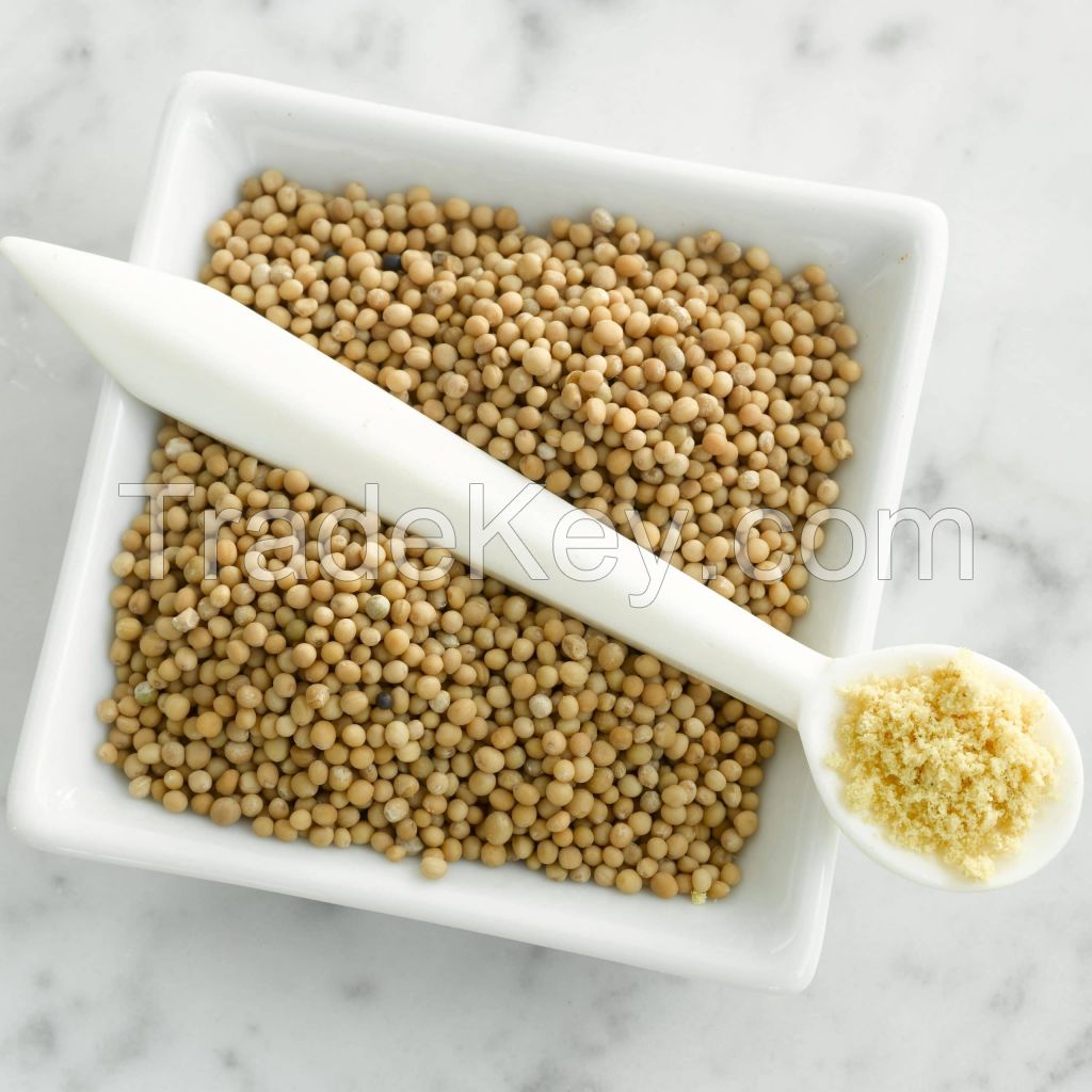 100% Pure organic mustard seed extract / Best Grade Mustard Seeds