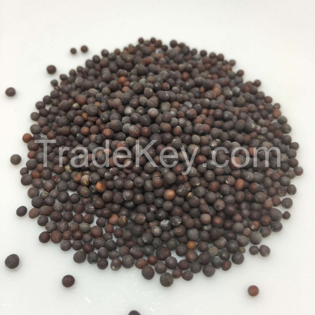 100% Pure organic mustard seed extract / Best Grade Mustard Seeds