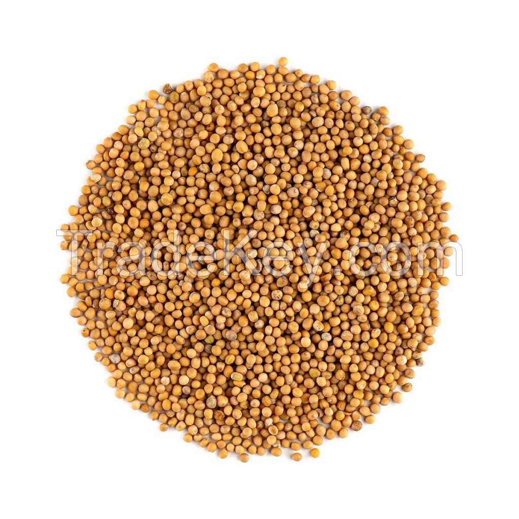 100% Pure organic mustard seed extract / Best Grade Mustard Seeds