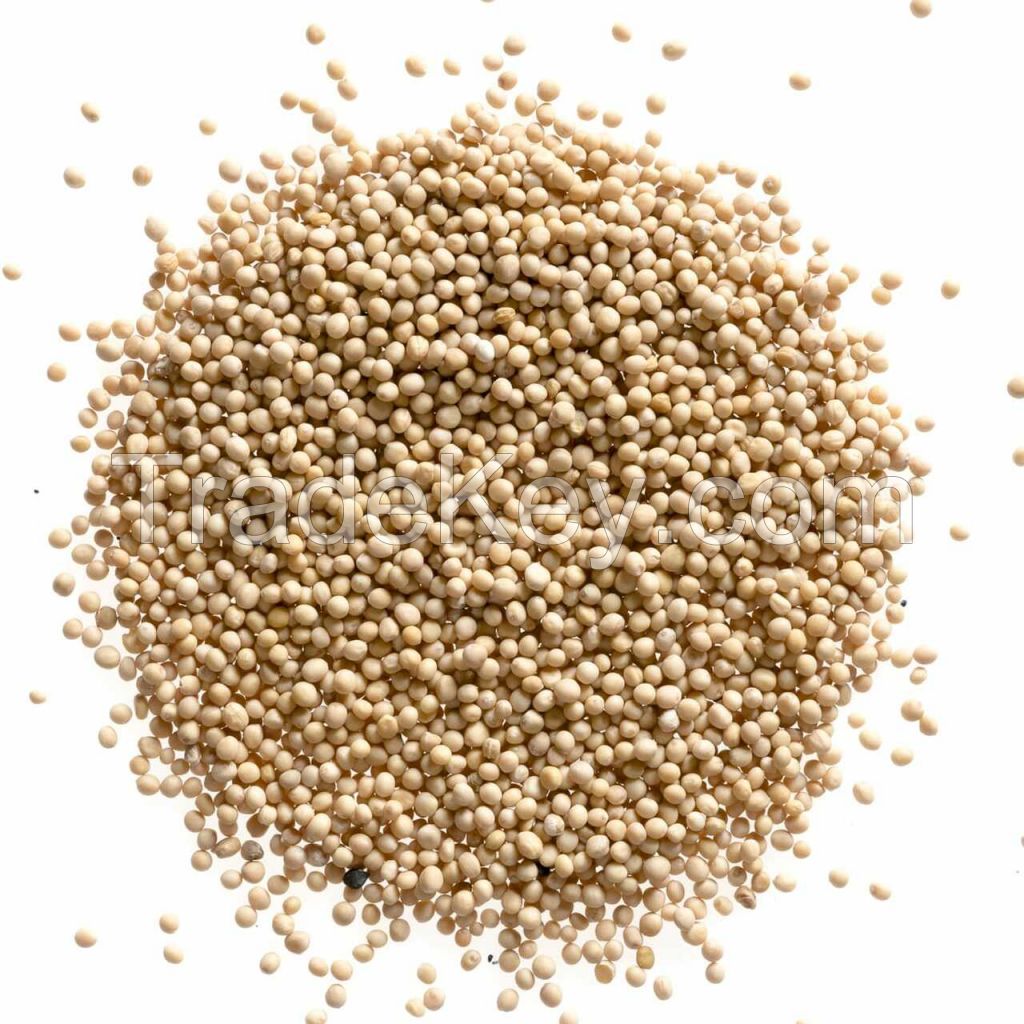 Best Price Organic Yellow Mustard Seeds Price