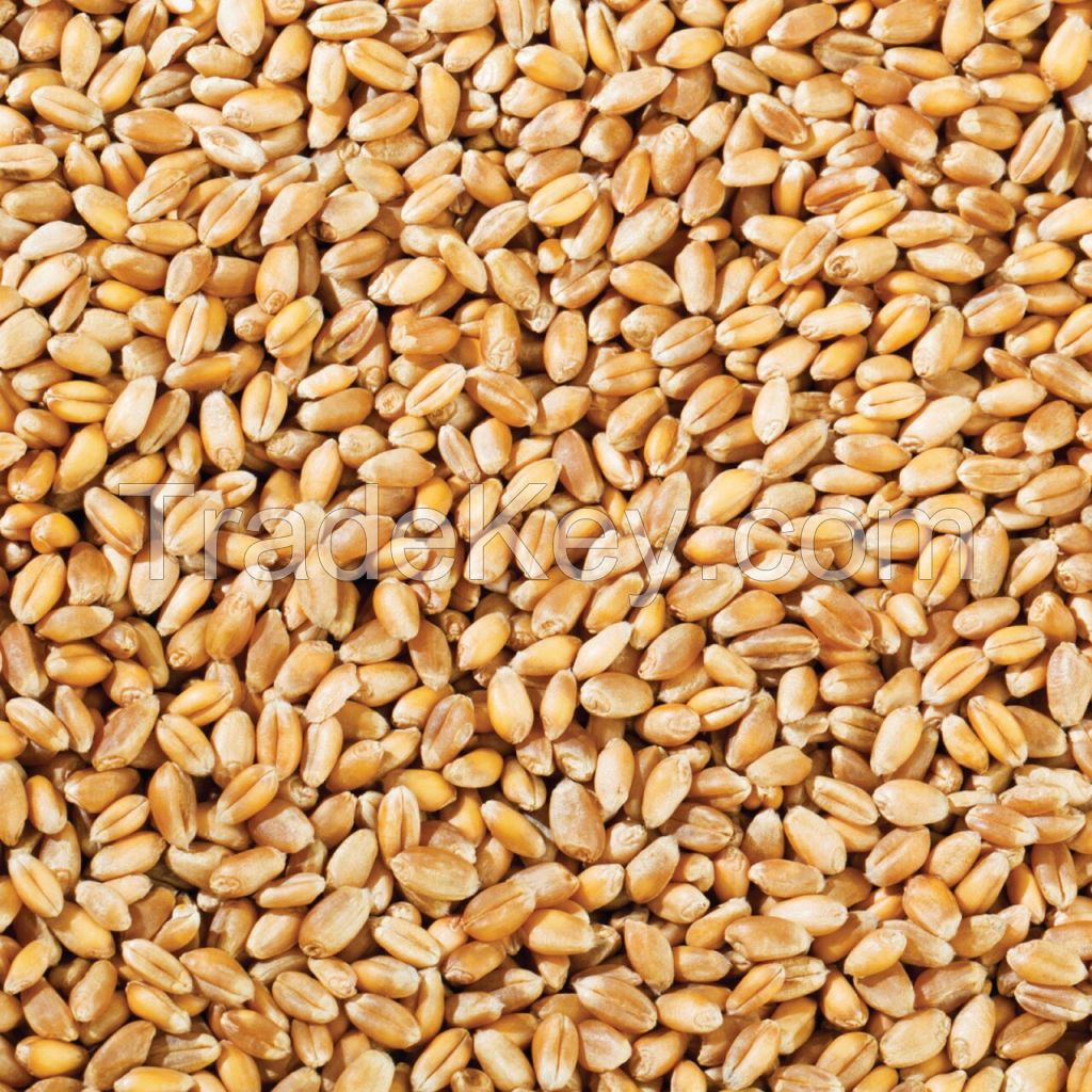 PREMIUM QUALITY Wheat Grain in Bulk Hight Quality Wheat Whole