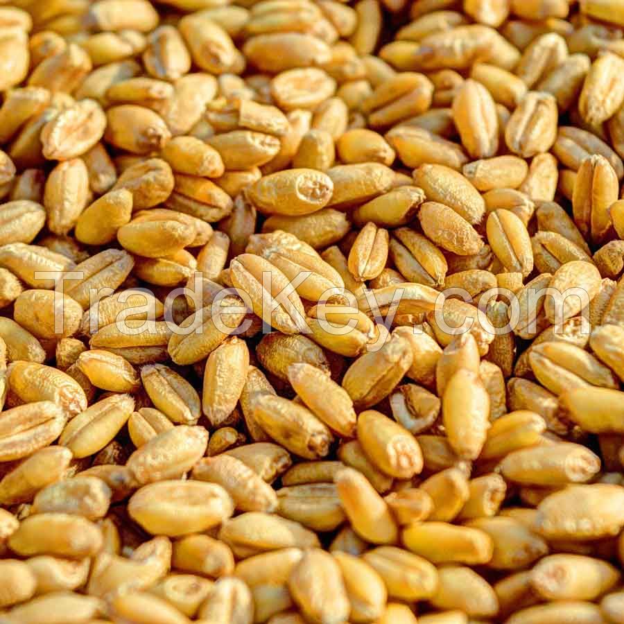 PREMIUM QUALITY Wheat Grain in Bulk Hight Quality Wheat Whole