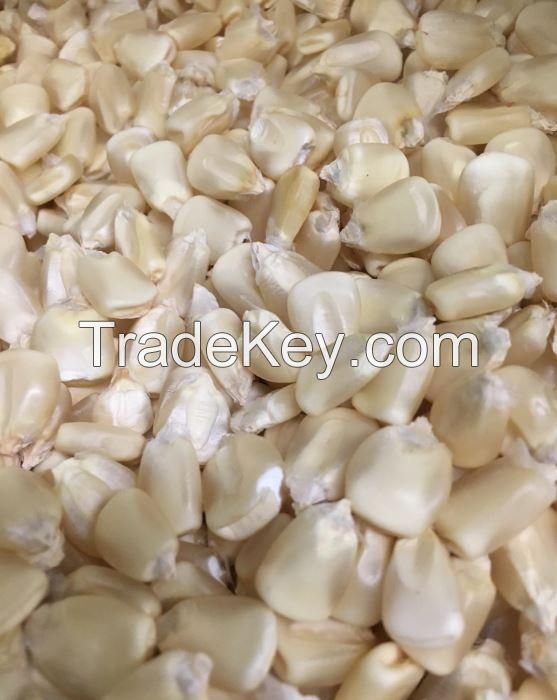 Whole Dried Corn Kernels WHITE MAIZE Non GMO