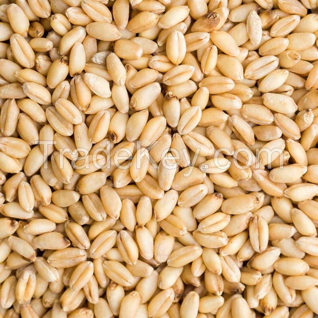 Natural Pure Wheat Dried Grade Grain High Quality Wheat