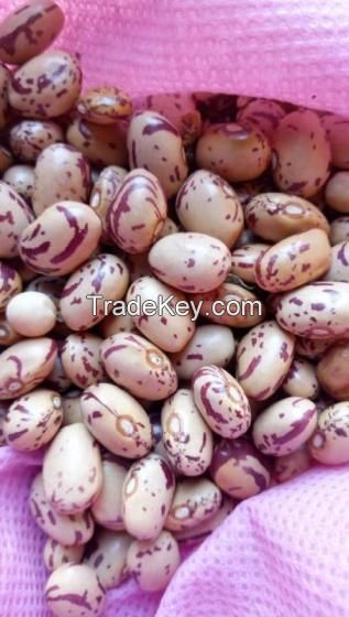 Sugar Beans Long Shape Light Speckled Kidney Beans/Pinot Beans