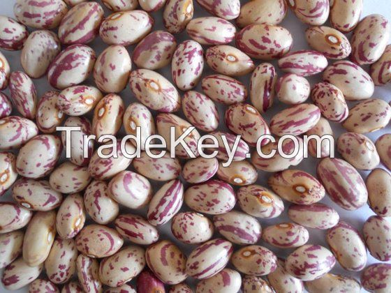 Sugar Beans Long Shape Light Speckled Kidney Beans/Pinot Beans