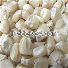 White and Yellow Corn Maize Available In Reasonable Price