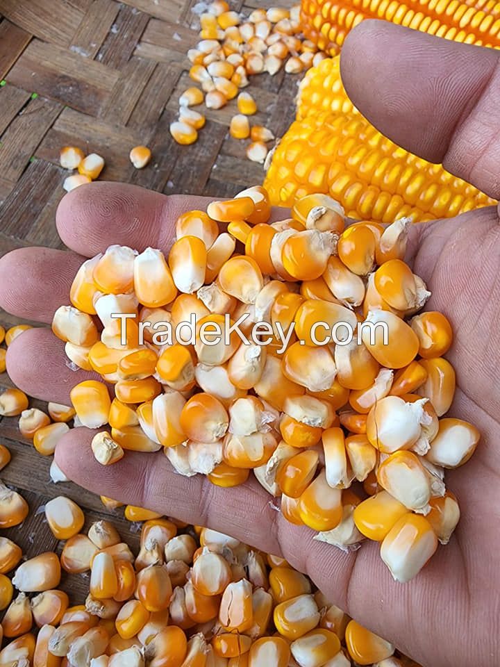 Top Selling White Maize Corn Yellow Maize Export Quality Stock Available