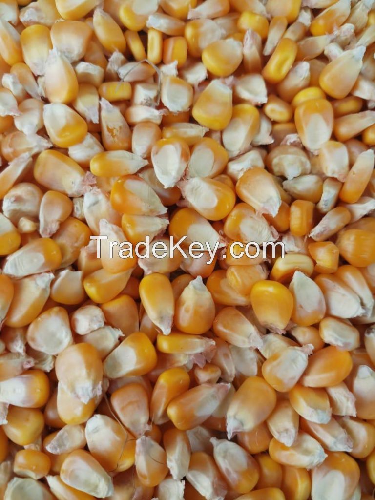 Best Grade White Corn Maize For Animal Feed White Maize..