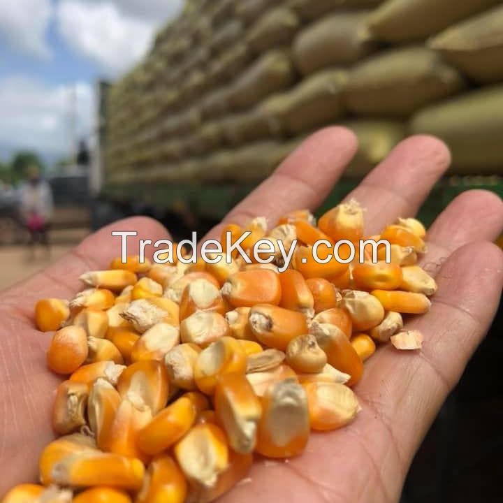 Top Selling White Maize Corn Yellow Maize Export Quality Stock Available