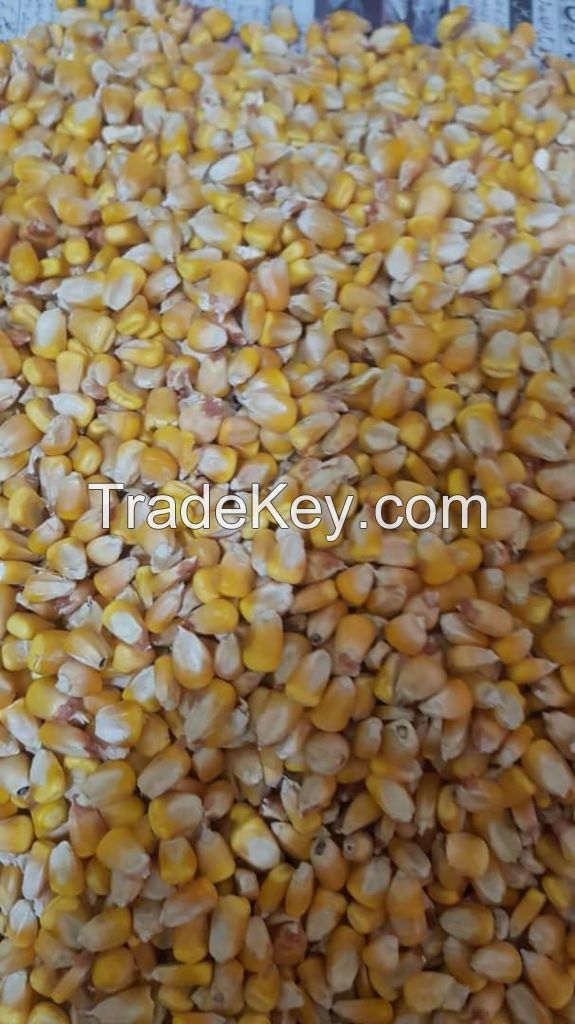 Top Selling White Maize Corn Yellow Maize Export Quality Stock Available