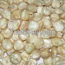 Best Grade White Corn Maize For Animal Feed White Maize..