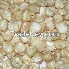 Top Selling White Maize Corn Yellow Maize Export Quality Stock Available