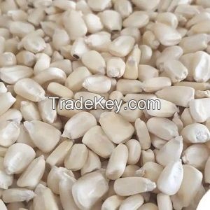 Best Grade White Corn Maize For Animal Feed White Maize..