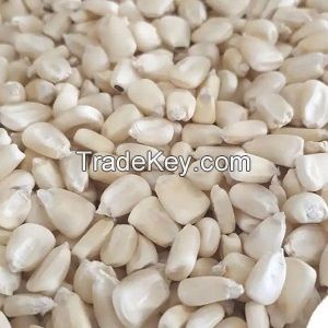 Top Selling White Maize Corn Yellow Maize Export Quality Stock Available
