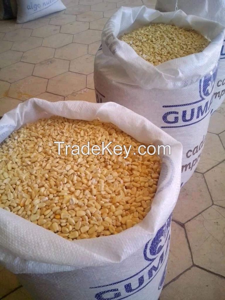 Organic White Maize Corn - Perfectly Suited for High-Quality Food Products