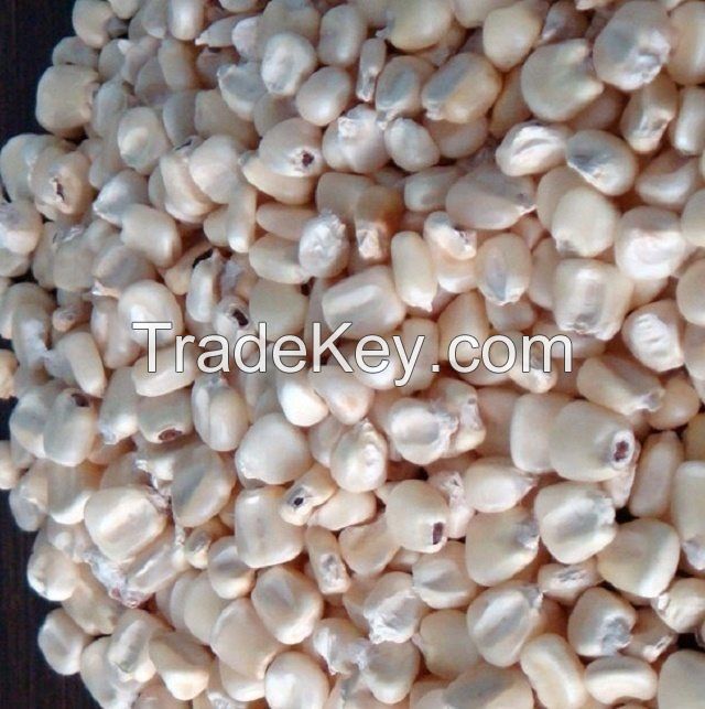 Agricultural Product Bulk Grain White Dry Corn Kernel Dried Maize Dry White Corn with Competitive Price