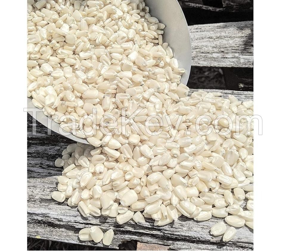 Air Dried Non GMO Yellow White Corn / white corn grains cheap price