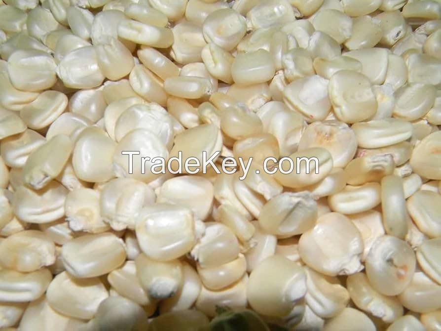 White Maize, Dried White Corn, (Maize) Premium GradeDried Maize Dry White Corn with Competitive Price.