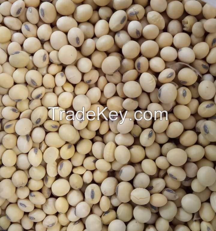 NON-GMO yellow Soybean / soya bean for oil/tofu/animal feeds