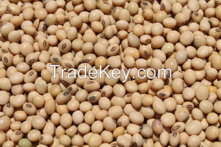 NON-GMO yellow Soybean / soya bean for oil/tofu/animal feeds