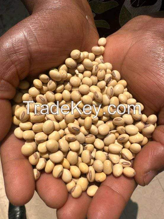 NON-GMO yellow Soybean / soya bean for oil/tofu/animal feeds