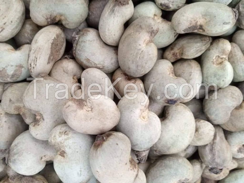 High Quality Cashew Nut Vietnam W180 W320 W450 Healthy Raw Cashew Nuts ISO 9001:2008, HACCP 