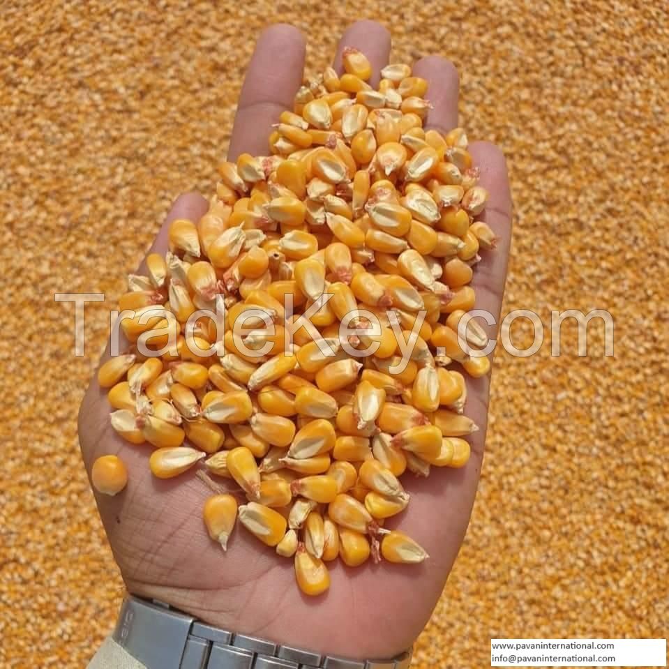 Top Quality Animal Feed Grade Yellow Maize