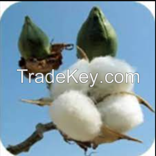 Selling Organic Raw Cotton in cheap price 