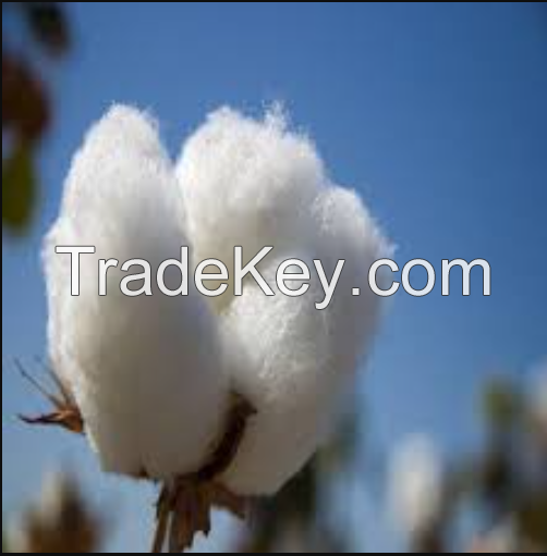 Selling Organic Raw Cotton in cheap price 