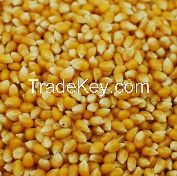 Yellow Corn and White Corn/ Yellow Maize for Animal Feed