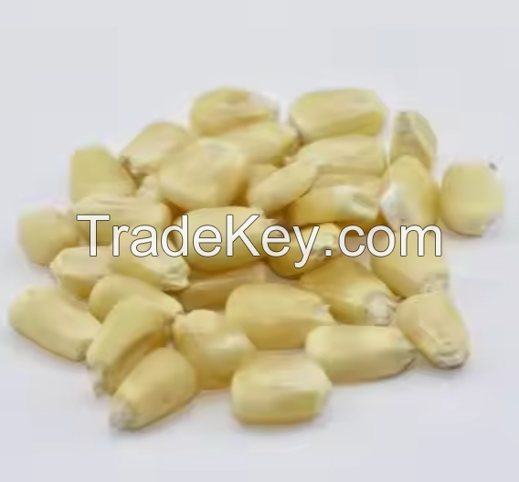 Agricultural Product Bulk Grain White Dry Corn Kernel Dried Maize Dry White Corn with Competitive Price.