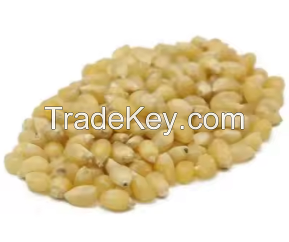 Agricultural Product Bulk Grain White Dry Corn Kernel Dried Maize Dry White Corn with Competitive Price.